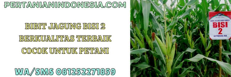 bisi,bisi 2,bibit,bibit jagung,cap kapal terbang